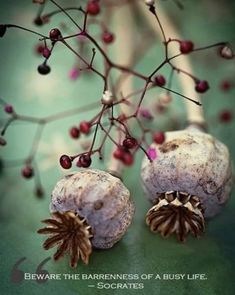 two pine cones sitting on top of each other next to some berries and branches with the words beware the barrenness of a busy life