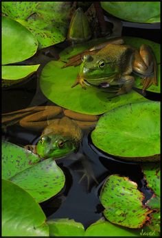 a frog is sitting on top of lily pads