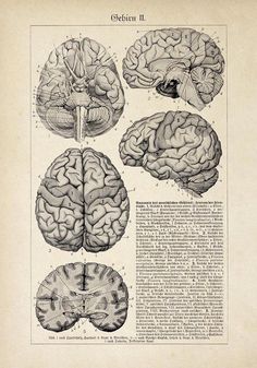 an old book page showing different types of brain