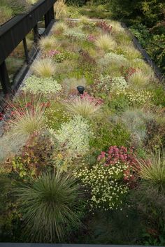 a green roof with lots of plants on it