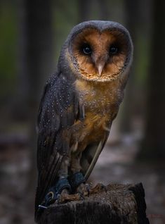 an owl sitting on top of a tree stump