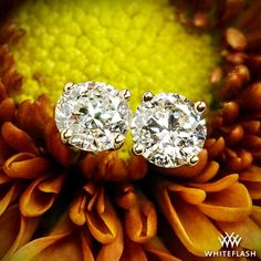 two diamond studs sitting on top of an orange and yellow flower with green background