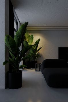 a living room filled with black furniture and large green plant in the middle of it