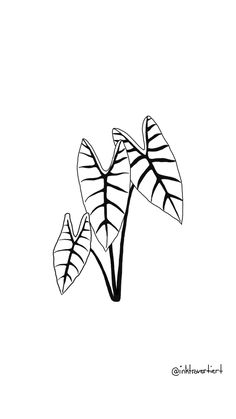 black and white drawing of two large leaves