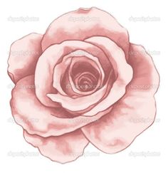 a drawing of a pink rose on a white background