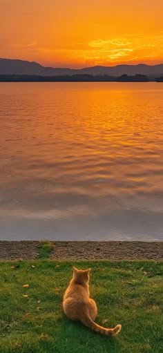 a cat is sitting on the grass by the water