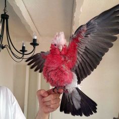 a bird that is sitting on someone's hand with its wings spread out and it is being held in front of the camera