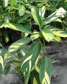 a green plant with yellow and white stripes on it's leaves is growing out of a rock