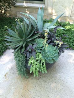 an assortment of succulents and plants in a planter on the ground