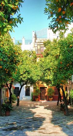 an orange tree lined street in front of a building with lots of fruit on the trees