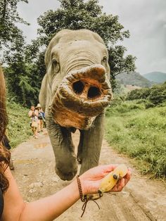 an elephant walking down a dirt road next to a woman holding a banana in her hand