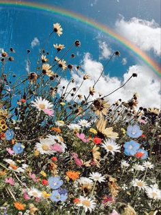 a rainbow in the sky over a field of wildflowers and daisies under a blue cloudy sky