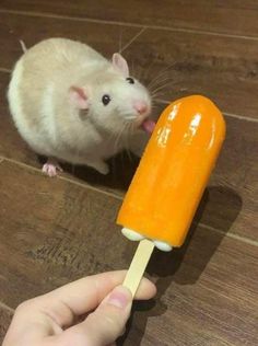 a person holding an orange popsicle with a rat sitting on the floor next to it