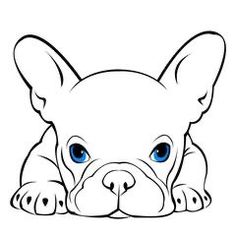 a cute blue eyed french bulldog puppy dog with big ears laying down on the ground