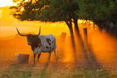 a longhorn bull standing in the middle of a field with dust coming from behind it