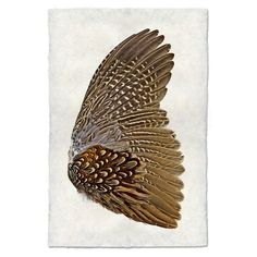 A single Pheasant wing with detailed brown and white feathers against a plain white background exemplifies organic nature art, captured in the Feathers Ring Neck Pheasant Right Photography Art by Barloga Studios. Ring Necked Pheasant, Ring Neck, Paper Feathers, Pheasant Feather, Feather Ring, Acrylic Frames, Vintage Objects, Photography Wall, Pheasant