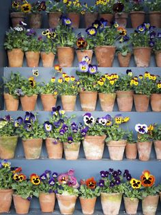 many potted flowers are arranged on the shelves in front of each other with blue walls behind them