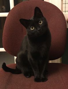 a black cat sitting on top of a red chair