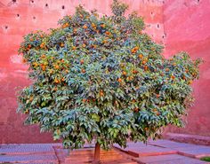 an orange tree in front of a pink wall