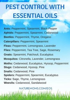 Insect Spray, Natural Pest Control, Garden Pest Control, Young Living Oils, Oil Uses, Essential Oil Uses, Insect Repellent, Doterra Essential Oils