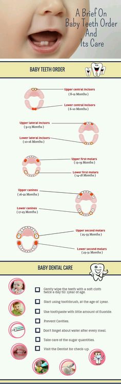 an info sheet showing the different types of teeth and how they are used for dental care