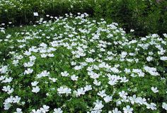 many white flowers are growing in the grass