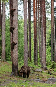 two bears climbing up the side of a tree in a forest with caption that reads funny wildlife pictures