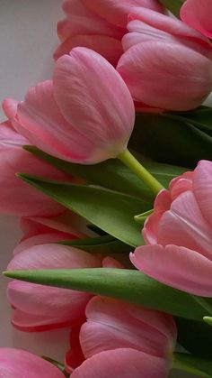 pink tulips are arranged on a white surface