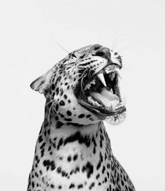 a black and white photo of a cheetah yawning with its mouth open