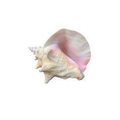 a sea shell is shown against a white background