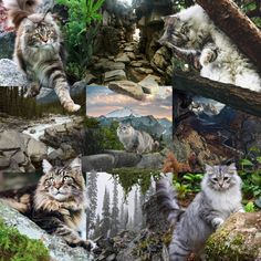 many different pictures of cats in the woods