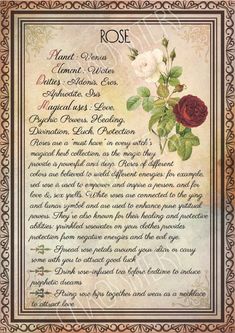 Herbs Book, Wicca Herbs, Book Of Shadows Pages, Witchcraft Herbs, Grimoire Pages, Herbs Plants, Magickal Herbs, Witch Herbs, Green Witchcraft