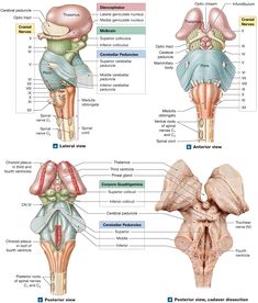 the bones and their major structures are labeled in this diagram, which shows the location of each