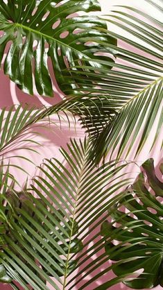 Monstera Love Tumblr Wallpaper, Leaf Wallpaper, Summer Wallpaper, Cute Backgrounds, I Wallpaper, Screen Wallpaper, Tropical Leaves, Nature Wallpaper