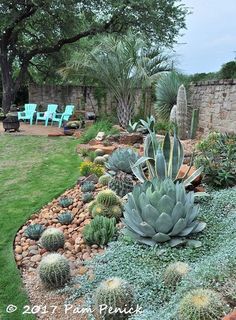 an outdoor garden with cactus and succulents