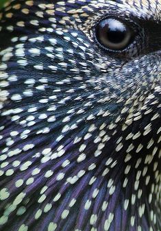 a close up view of the head and feathers of a bird with white dots on it