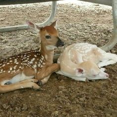 two deer laying on the ground next to each other