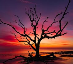 a tree that is standing in the sand near the ocean at sunset or dawn with no leaves on it