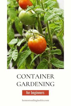 tomatoes growing on the plant with text that reads container gardening for beginners