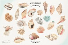 watercolor painting of seashells and shells with caption that says, what's included?