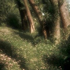 an image of trees and flowers in the woods