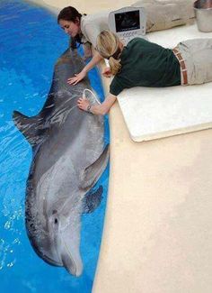 two people petting a dolphin in an indoor pool