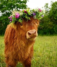 a brown cow with flowers on its head standing in the middle of a grass field