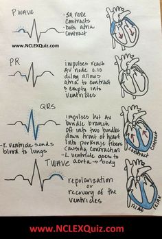 Cycle Phases, Cardiac Cycle