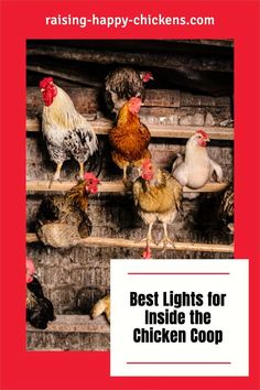 chickens are standing on the ledges in their coop, with text reading best lights for inside the chicken coop