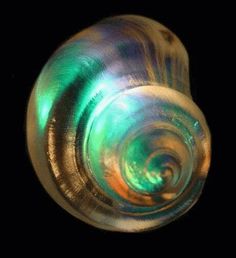 a close up view of a green and silver shell on a black background with the light reflecting off it's center