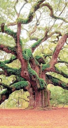 an old tree with many branches and green leaves