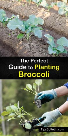 the perfect guide to planting broccoli