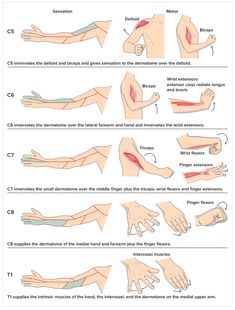 Nerve Anatomy, Hand Therapy Exercises, Basic Anatomy And Physiology, Pinched Nerve, Physical Therapy Exercises, Human Body Anatomy