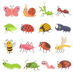 many different types of bugs and insects